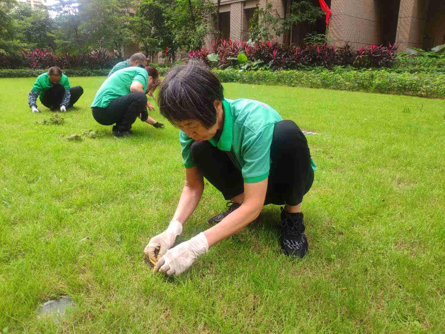 绿化养护草坪退化阶段的管理